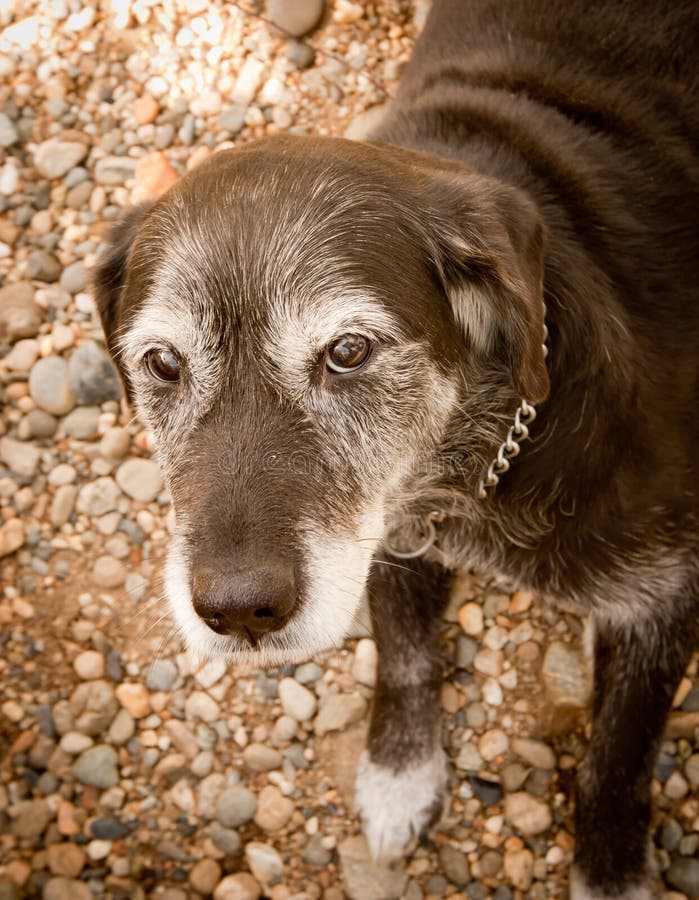 Grauer Hund stockfoto. Bild von adorable, nett, schön 7996794