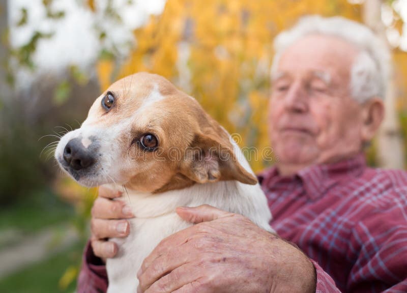 Alter Mann Mit Hund Im Park Stockbild Bild von glück, tier 103941157