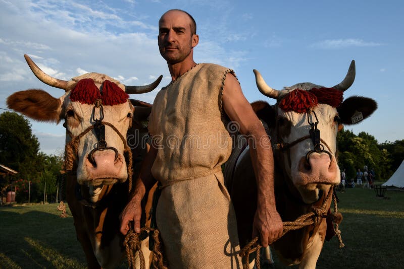 Alter römischer Landwirt in der traditionellen Kleidung mit Kühen stockfoto Alter römischer Landwirt in der traditionellen Kleidung mit Kühen stockfoto