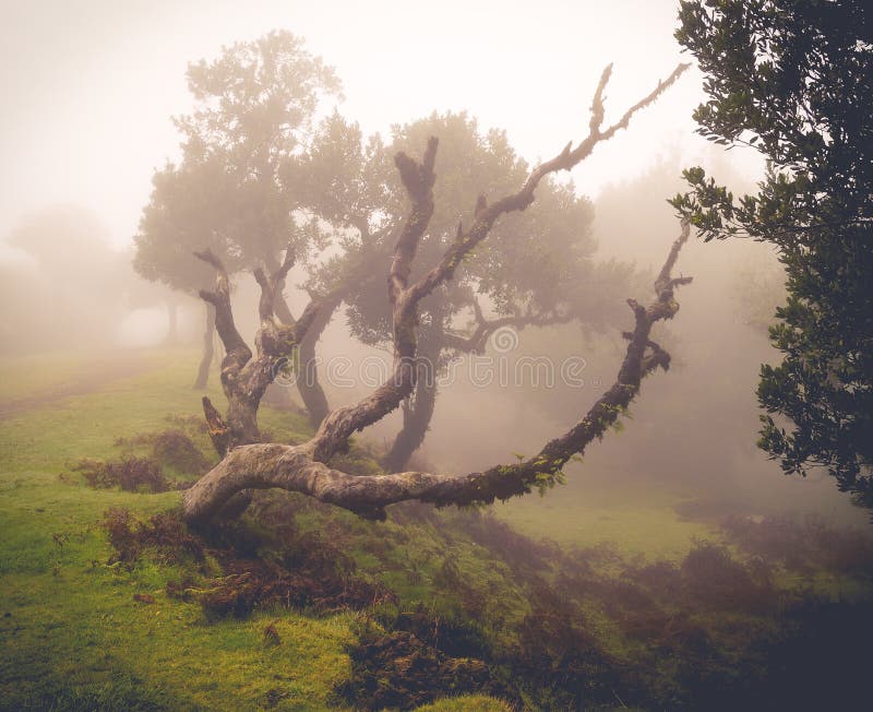 Alter verbiegender Lorbeerbaum im Nebel lizenzfreie stockbilder Alter verbiegender Lorbeerbaum im Nebel lizenzfreie stockbilder