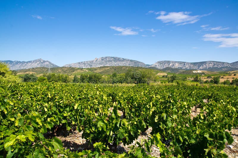 Alter Weinberg bei Maury stockbild. Bild von landschaft 27883865