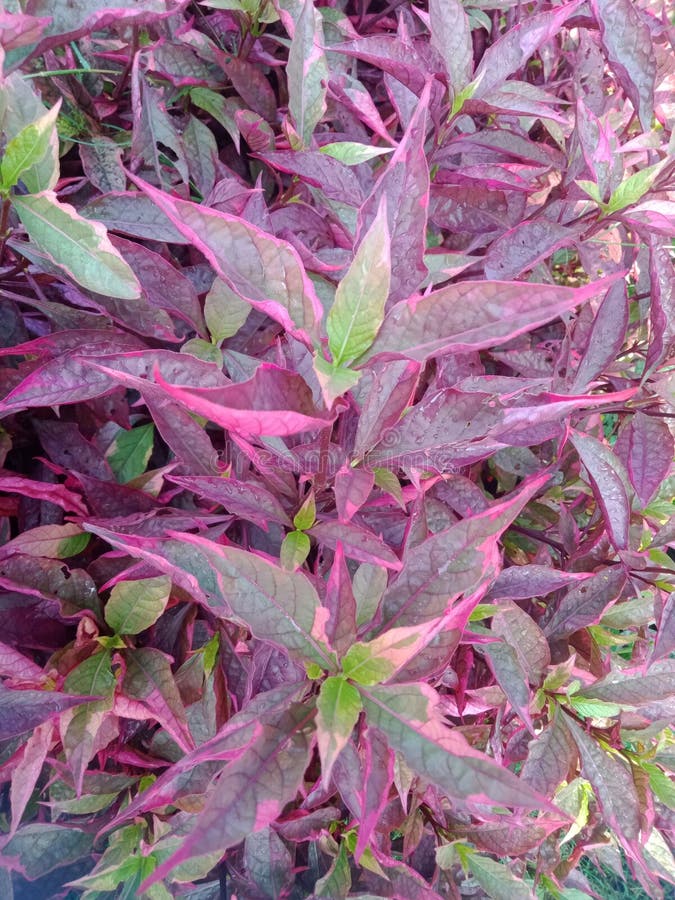 Alternanthera dentata i trädgården arkivfoton