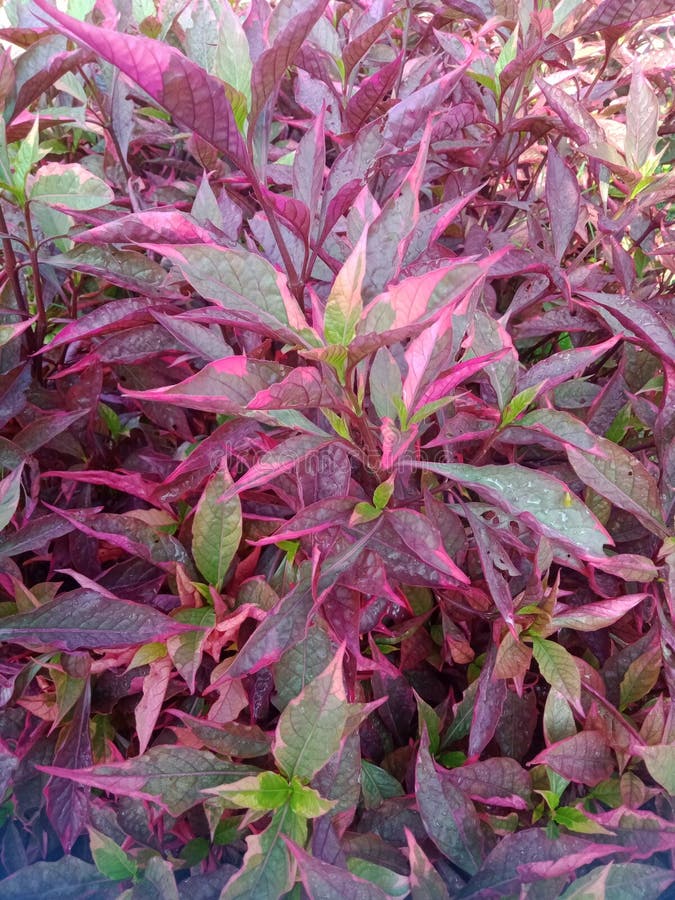 Alternanthera dentata i trädgården royaltyfri fotografi