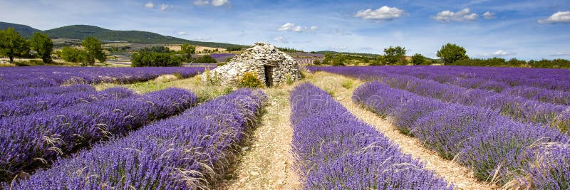Altes borie ane Lavendelfeld in Provence stockbilder Altes borie ane Lavendelfeld in Provence stockbilder