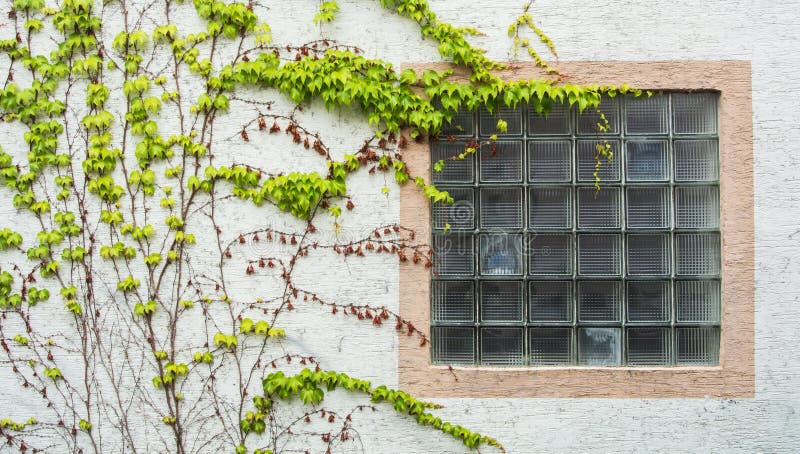 Altes Fenster mit einem Gitter, das mit Traube bedeckt wird, verlässt, eine minimalistic Ansicht mit einem weißen strukturierten lizenzfreie stockbilder