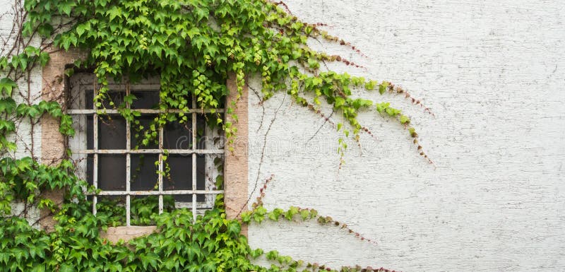 Altes Fenster mit einem Gitter, das mit Traube bedeckt wird, verlässt, eine minimalistic Ansicht mit einem weißen strukturierten lizenzfreie stockfotografie