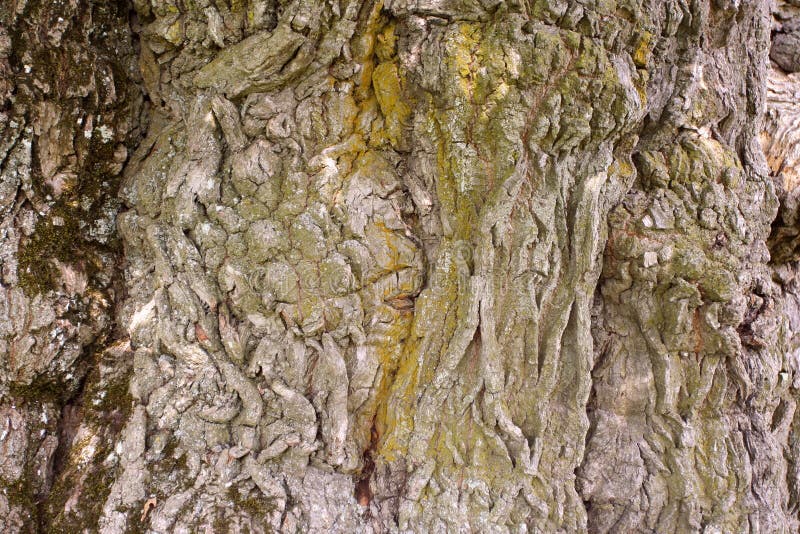 Detail view of old cracked bark. Detail view of old cracked bark