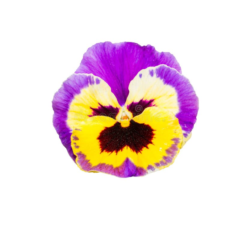 Altfiollilor och guling Pansy Flower Isolated på vita Backgroun royaltyfria foton Altfiollilor och guling Pansy Flower Isolated på vita Backgroun royaltyfria foton