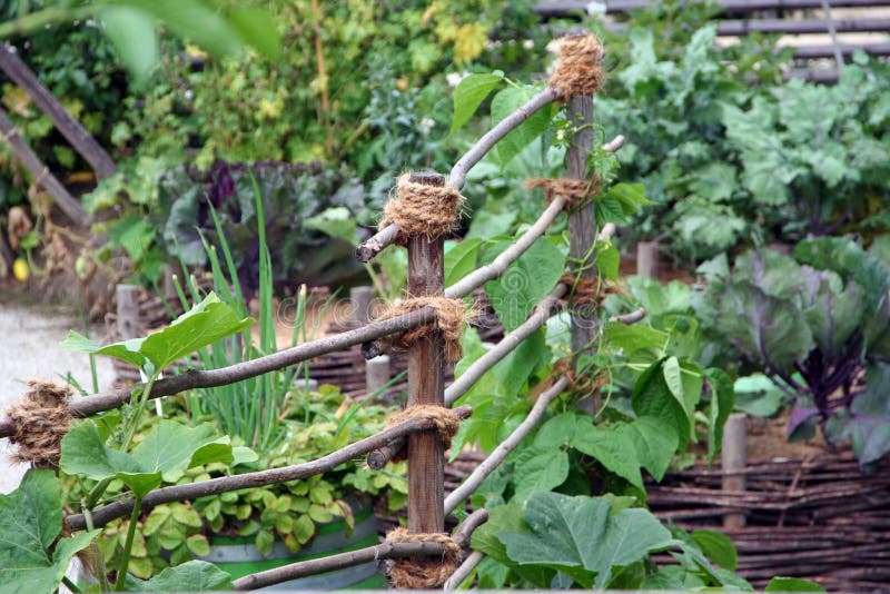 High vegetable beams with natural support for vegetables, made from bamboo branches and natural rope. High vegetable beams with natural support for vegetables, made from bamboo branches and natural rope