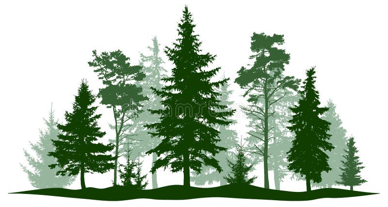 Altijdgroene bospijnboom, geïsoleerde boom Park, steegkerstboom Vector illustratie
