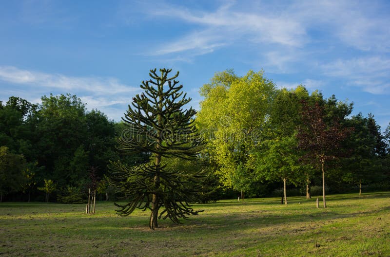 Altijdgroene varenbomen tegen de blauwe hemel stock foto's Altijdgroene varenbomen tegen de blauwe hemel stock foto's