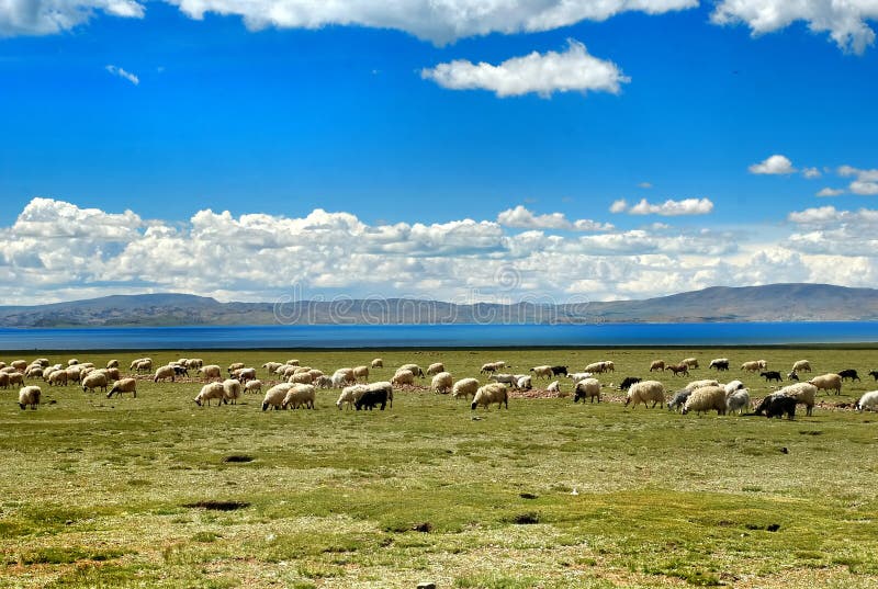 Altiplano meadow