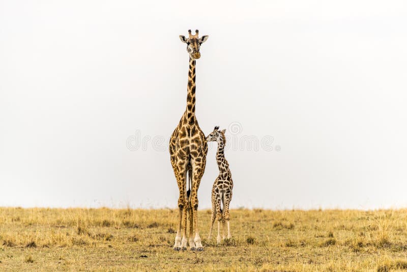 Alto diritto - madre della giraffa di Massai & vitello neonato in pascoli di Massai Mara National Reserve, Kenya fotografia stock Alto diritto - madre della giraffa di Massai & vitello neonato in pascoli di Massai Mara National Reserve, Kenya fotografia stock