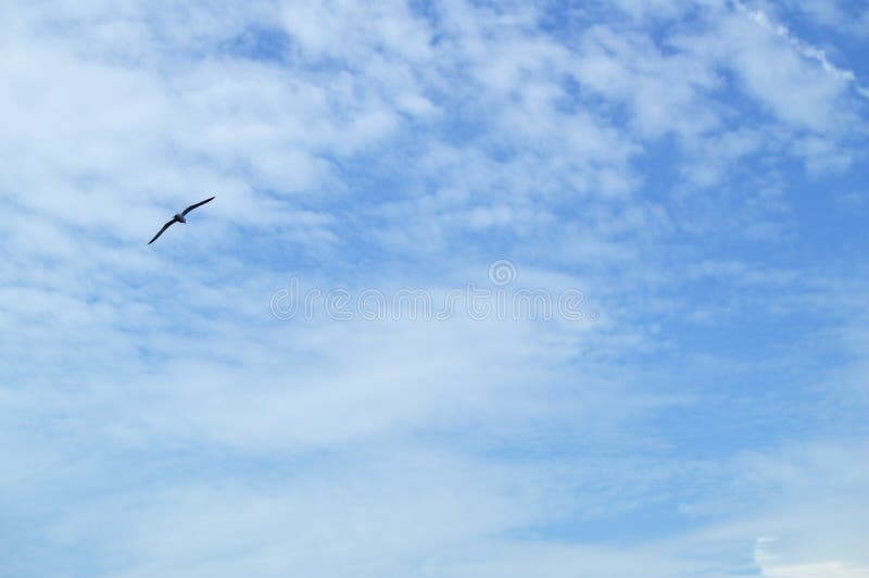Alto en el albatros del pájaro de vuelo del cielo azul, separando dos alas sobre el mar fotos de archivo libres de regalías Alto en el albatros del pájaro de vuelo del cielo azul, separando dos alas sobre el mar fotos de archivo libres de regalías