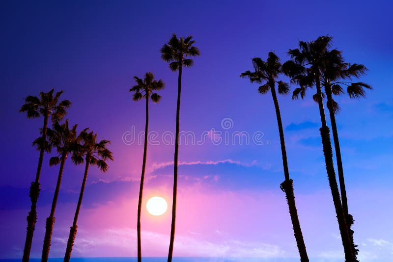 Alto fondo U.S.A. di silohuette del cielo di tramonto delle palme di California fotografie stock Alto fondo U.S.A. di silohuette del cielo di tramonto delle palme di California fotografie stock