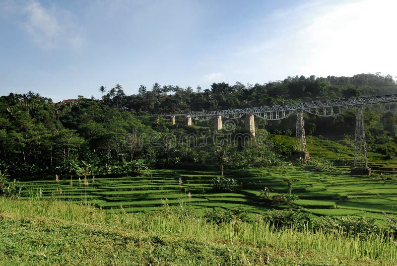 Alto ponte ferroviario d'acciaio che attraversa un giacimento verde del riso fotografia stock Alto ponte ferroviario d'acciaio che attraversa un giacimento verde del riso fotografia stock
