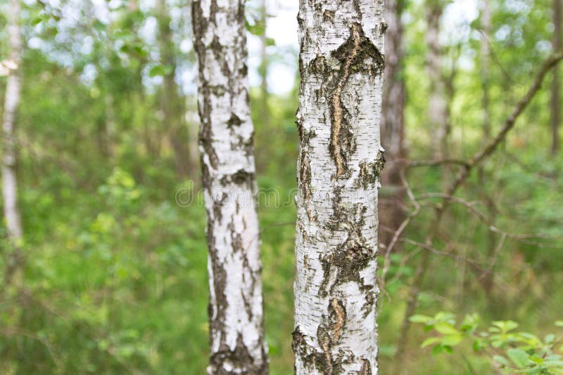 Alto vicino della betulla Boschetto della betulla nella foresta della Bielorussia fotografia stock libera da diritti Alto vicino della betulla Boschetto della betulla nella foresta della Bielorussia fotografia stock libera da diritti
