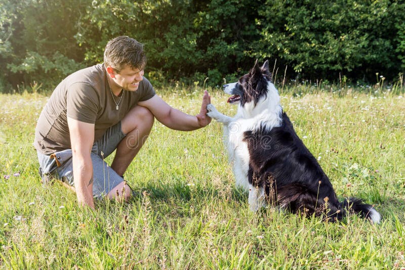 Altos cinco con el border collie lindo imagen de archivo libre de regalías Altos cinco con el border collie lindo imagen de archivo libre de regalías