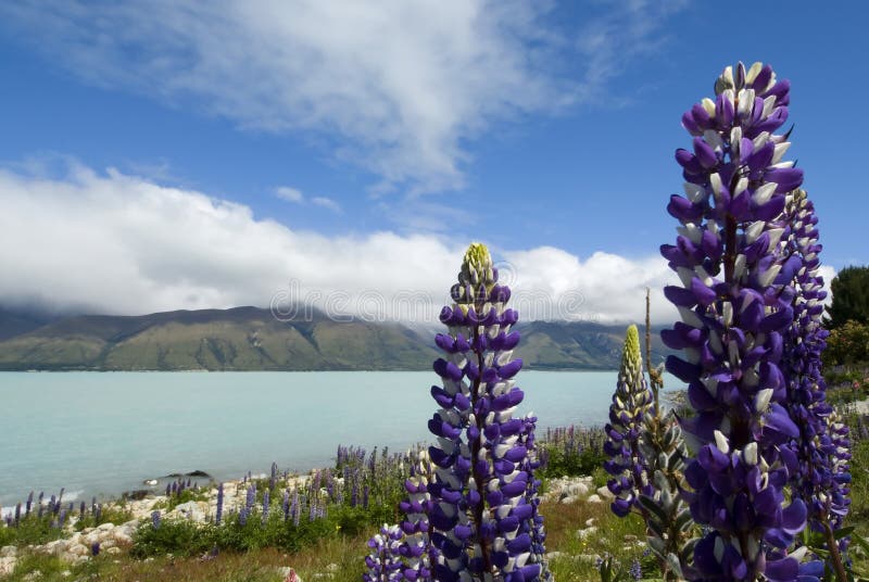 Altramuz en flor a lo largo del lago Pukaki, Nueva Zelanda fotografía de archivo Altramuz en flor a lo largo del lago Pukaki, Nueva Zelanda fotografía de archivo