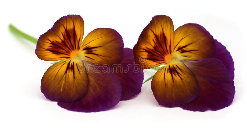 Altówki flowe obrazy royalty free Altówki flowe obrazy royalty free