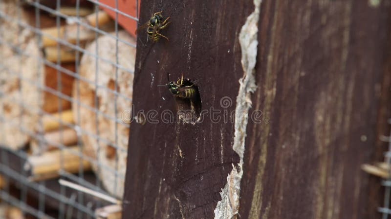Alveare con vespe che volano nel legno
