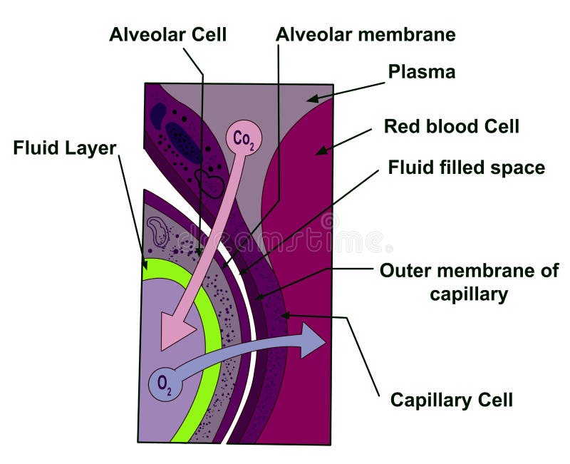 Alveolar Cell vector illustration