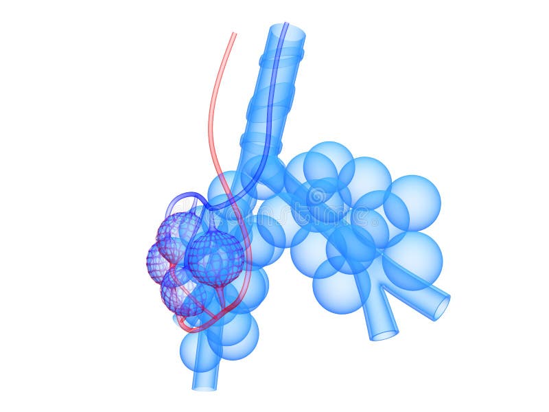 Alveoli vector illustration