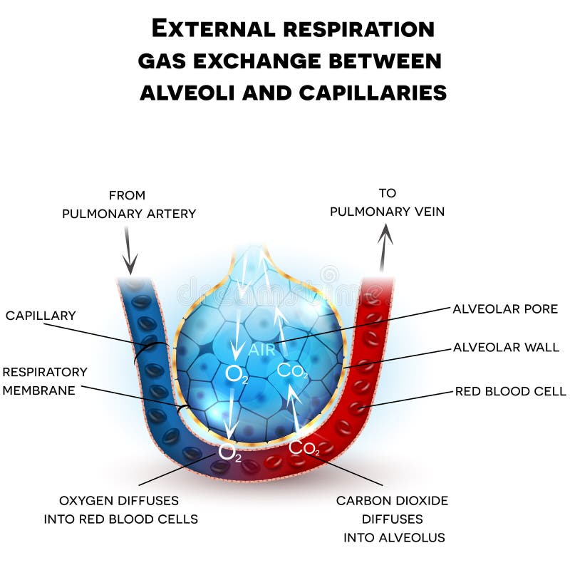 Alvéolos, externo respiración intercambio entre alvéolos a, detallado descripción.