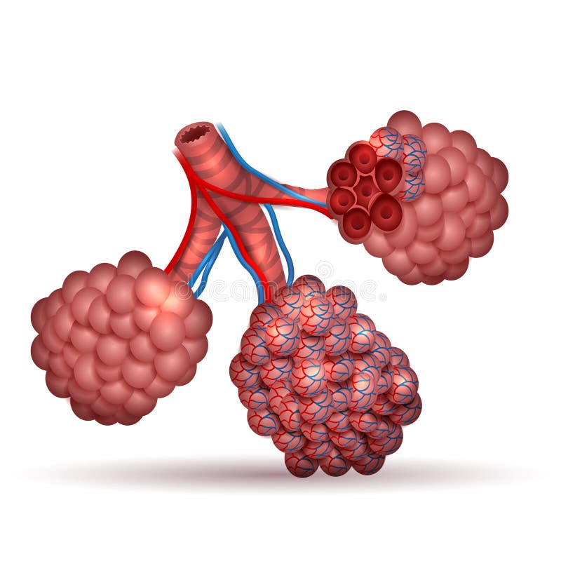 Alveoli anatomy- tiny air spaces in the lungs through which exchanges oxygen and carbon dioxide.