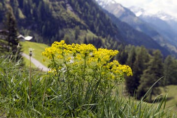 Alyssum Flowering Plants In The German Alps Stock Photo Image Of Plant Flowers 122239812