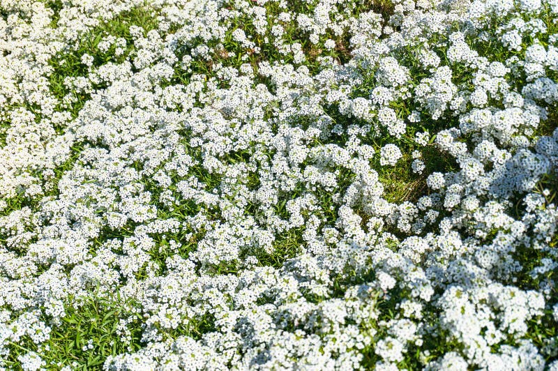 Alyssum lub dywan śnieżny kwiatu tło obraz stock Alyssum lub dywan śnieżny kwiatu tło obraz stock