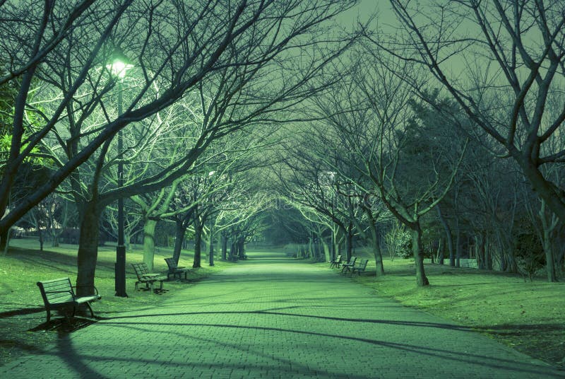 Bare trees alley in Japanese park with straight pathway and mystical night illumination. Bare trees alley in Japanese park with straight pathway and mystical night illumination