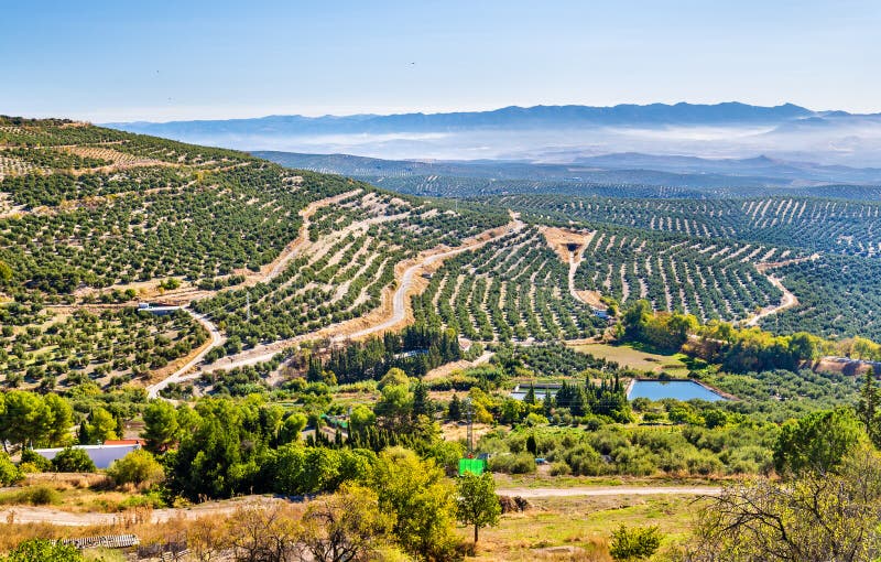 Infrastructures économiques de l'Elvéotie Am%C3%A9nagez-en-parc-avec-les-champs-olives-pr%C3%A8s-d-ubeda-l-espagne-82338523