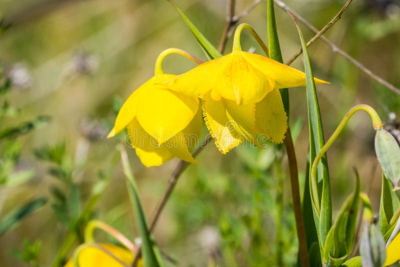 Amabilis för Diogenes ’lyktaCalochortus som blommar i Stebbins den kalla kanjonen, Napa Valley, Kalifornien arkivbilder Amabilis för Diogenes ’lyktaCalochortus som blommar i Stebbins den kalla kanjonen, Napa Valley, Kalifornien arkivbilder