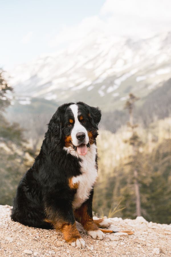 happy meadows mountain dogs