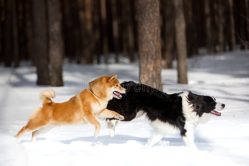 Streng Kenya frakobling Shiba Inu Dog and Border Collie Play on Snow. Trees on Background Stock  Photo - Image of barking, akita: 132377300