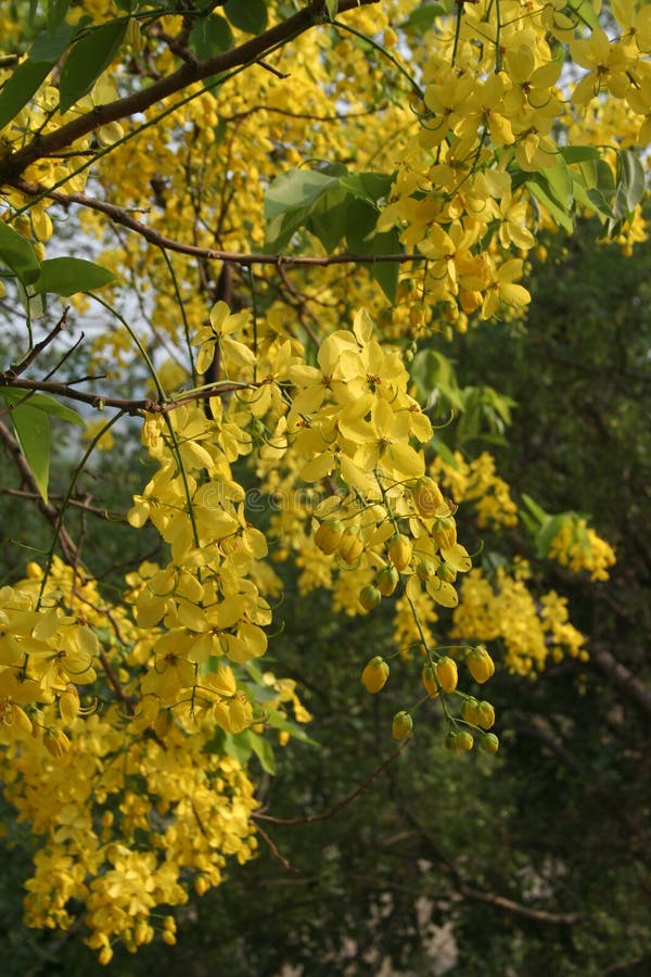 amaltas summer yellow flowers India