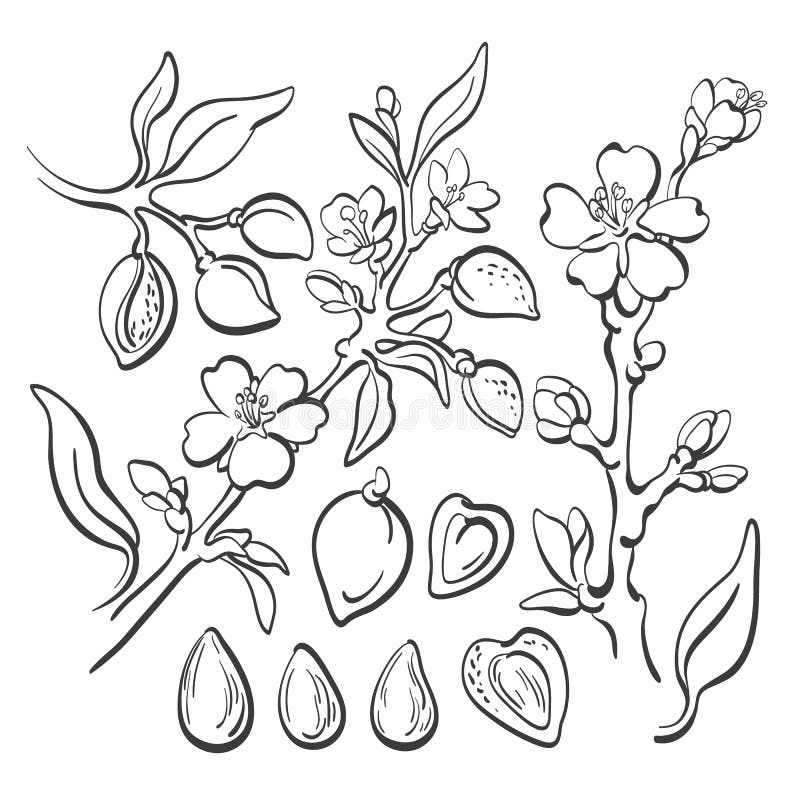 amandel Vector natuurlijke noot De reeks van de kunstlijn stock illustratie amandel Vector natuurlijke noot De reeks van de kunstlijn stock illustratie