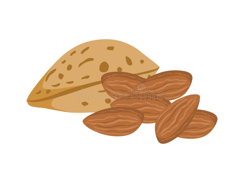 Amandelen Vectorillustratie van Noot Vectoramandel stock illustratie Amandelen Vectorillustratie van Noot Vectoramandel stock illustratie