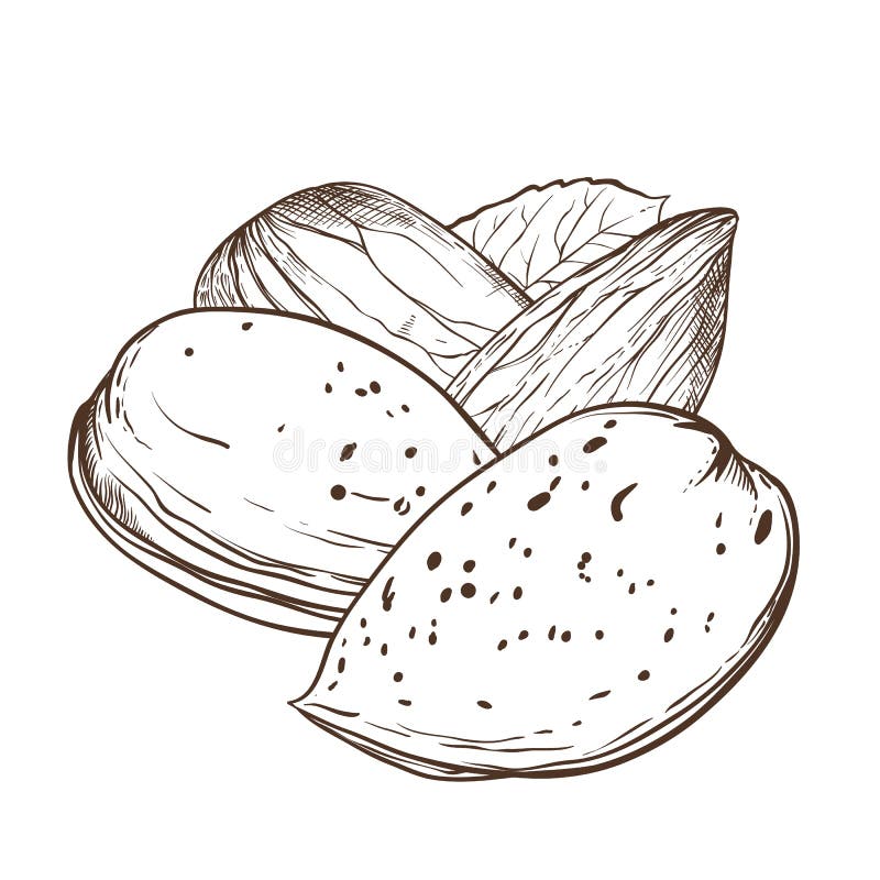 Amandelvector op witte achtergrond stock illustratie Amandelvector op witte achtergrond stock illustratie