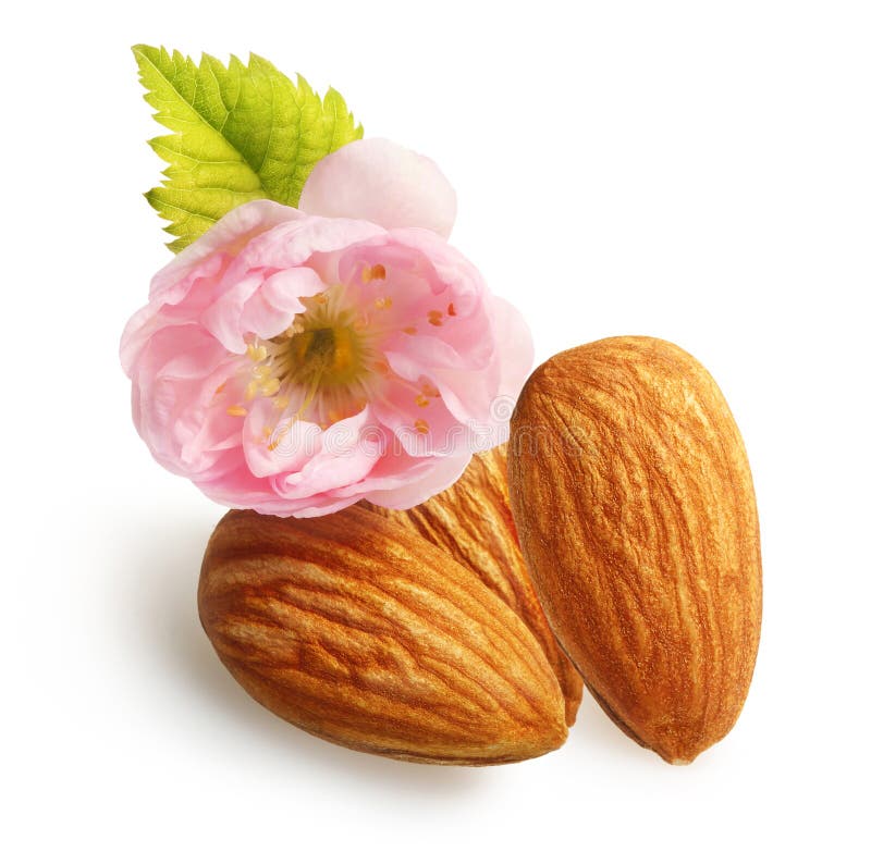 Amandes nuts avec la fleur d'isolement photos libres de droits Amandes nuts avec la fleur d'isolement photos libres de droits