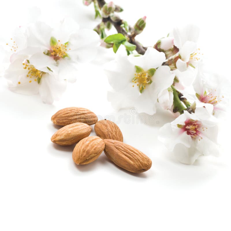 Amandes sur un blanc images stock Amandes sur un blanc images stock