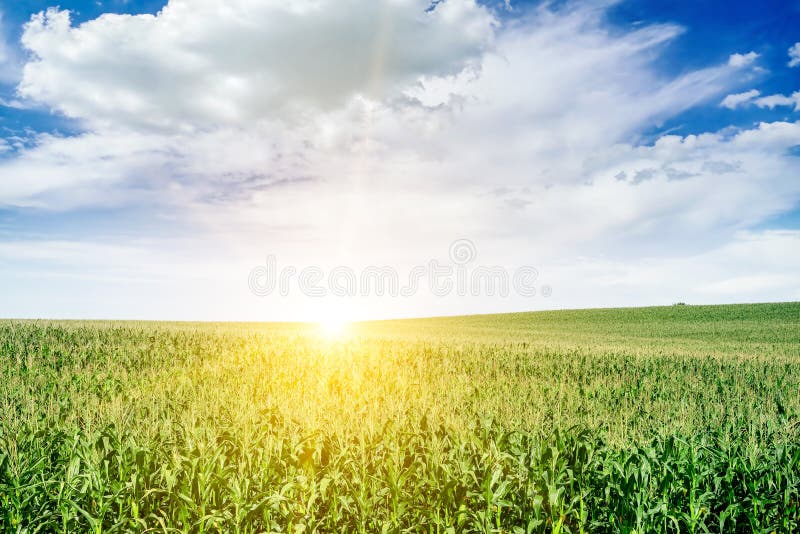 Amanecer brillante sobre campo de maíz