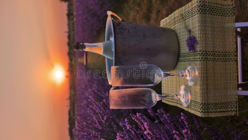 Amanecer de champán en un campo de lavanda. vídeo vertical almacen de video