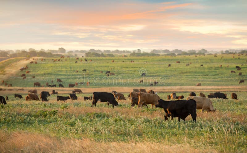 Amanecer en el rancho de ganado