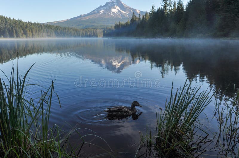 Amanhecer do lago Trillium com capa da montagem, Oregon, EUA fotos de stock Amanhecer do lago Trillium com capa da montagem, Oregon, EUA fotos de stock