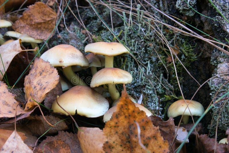 AMANITA