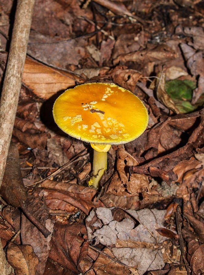 Wart Covered Lepidella Mushroom Fotografering för Bildbyråer Bild av