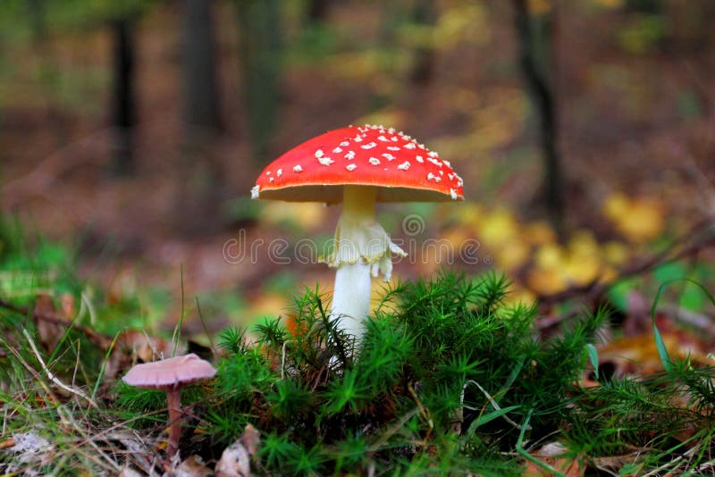 Amanita muscaria, comúnmente conocida como la mosca agaric imagenes de archivo