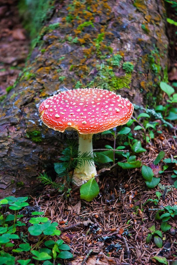 Amanita Muscaria pieczarki lasowy zakończenie, czerwone nakrętka bielu kropki zdjęcie royalty free